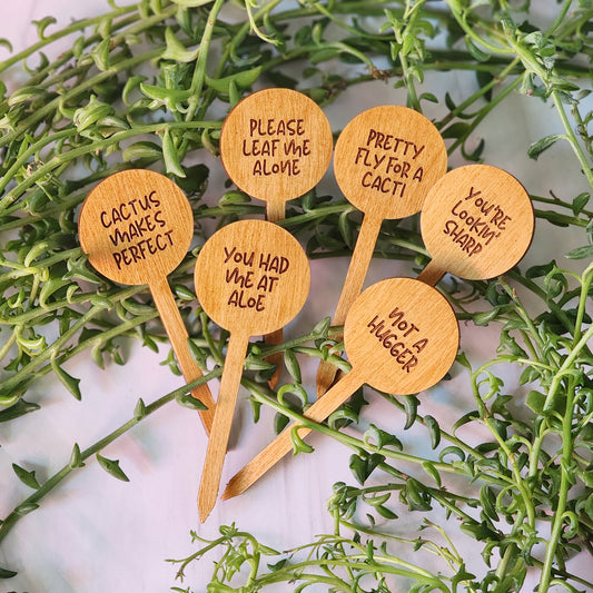 Circle Shaped Funny Succulent Plant Markers