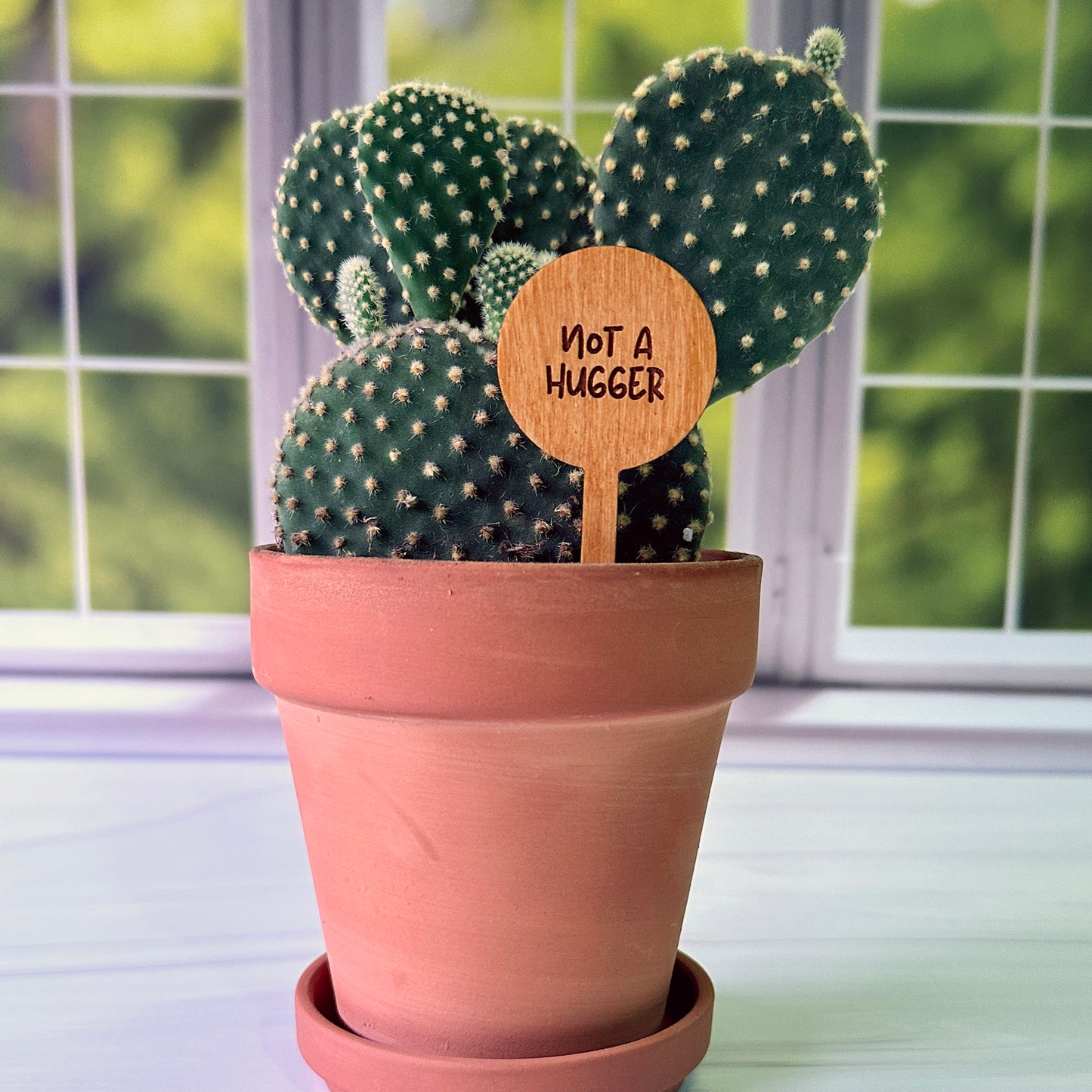 Circle Shaped Funny Succulent Plant Markers