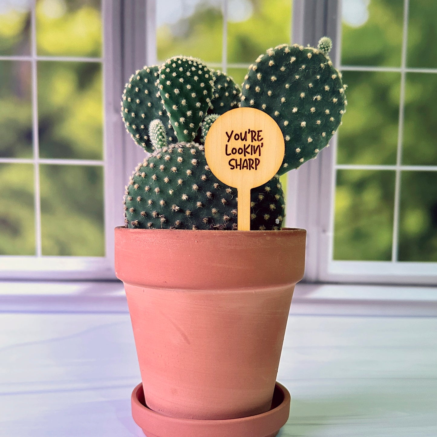 Circle Shaped Funny Succulent Plant Markers