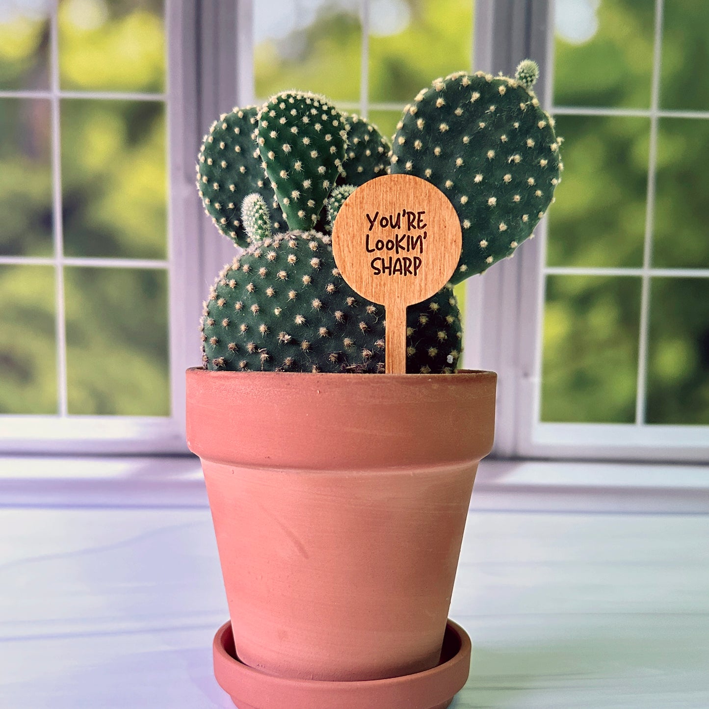 Circle Shaped Funny Succulent Plant Markers