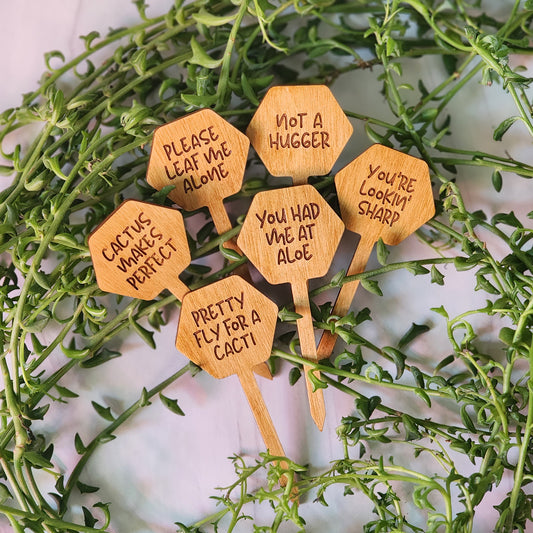 Hexagon Shaped Funny Succulent Plant Markers