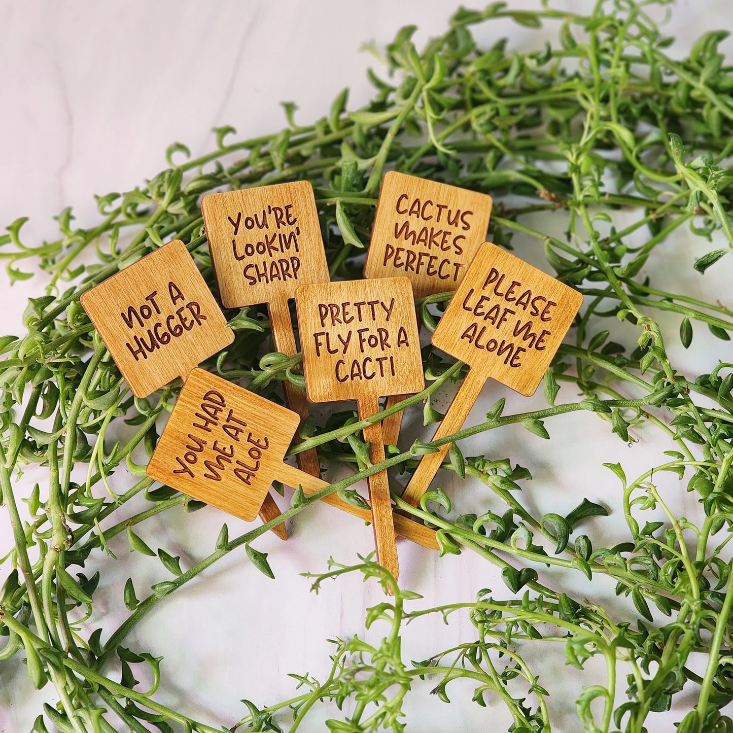Square Shaped Funny Succulent Plant Markers