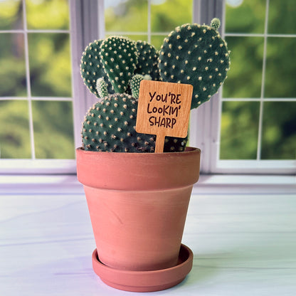 Square Shaped Funny Succulent Plant Markers