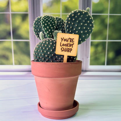 Square Shaped Funny Succulent Plant Markers