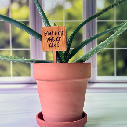 Square Shaped Funny Succulent Plant Markers